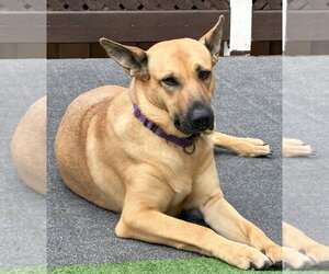 Molly - Female Shepradors Dog for Adoption - Photo #3