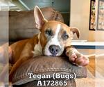 Small #2 American Pit Bull Terrier Mix