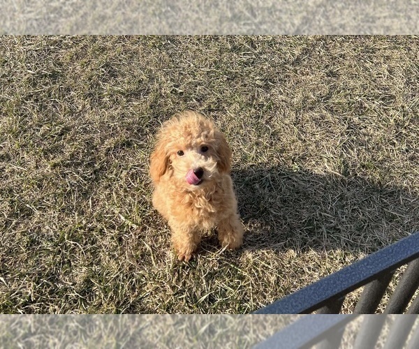 Medium Photo #2 Poodle (Toy) Puppy For Sale in WARSAW, IN, USA