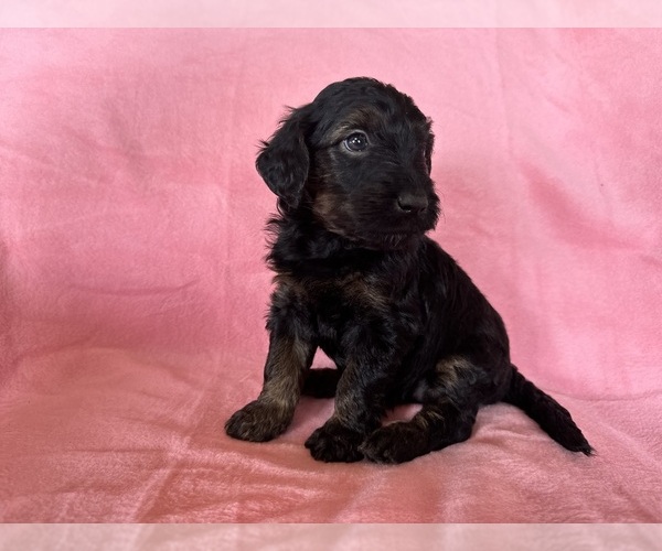 Medium Photo #35 Goldendoodle Puppy For Sale in CHIPLEY, FL, USA