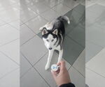 Small #1 Siberian Husky