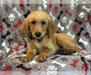 Golden Retriever Dog for Adoption in LAKELAND, Florida USA