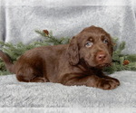 Small #1 Labradoodle