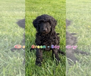 Goldendoodle Puppy for sale in SNEEDVILLE, TN, USA