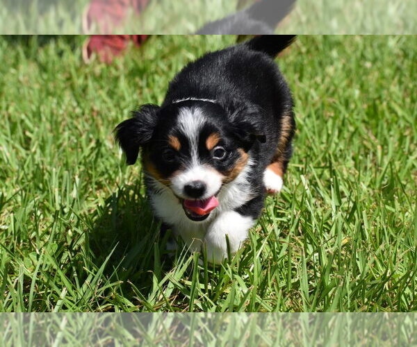 Medium Photo #6 Miniature Australian Shepherd Puppy For Sale in PALM COAST, FL, USA
