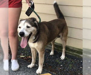 Patch - Male Siberian Husky-Unknown Mix Dog for Adoption - Photo #23