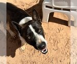 Small Photo #18 Border Collie-Unknown Mix Puppy For Sale in Kanab, UT, USA