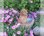 Small Photo #25 Golden Retriever Puppy For Sale in THORP, WI, USA