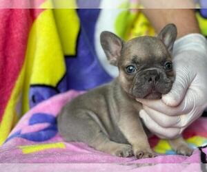 French Bulldog Puppy for sale in BOSTON, MA, USA