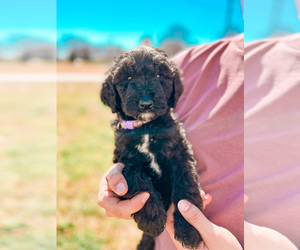 Goldendoodle Puppy for Sale in ROCKY MOUNT, North Carolina USA