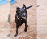 Small #4 Labrador Retriever Mix