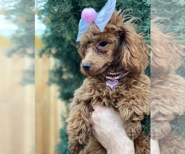 Medium Photo #4 Poodle (Toy) Puppy For Sale in PALO ALTO, CA, USA