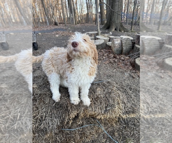 Medium Photo #15 Aussie-Poo-Goldendoodle Mix Puppy For Sale in COMMERCE, MI, USA