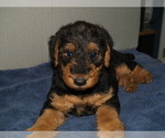 Small #1 Airedale Terrier