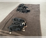 Small Photo #5 Bernese Mountain Dog Puppy For Sale in ARGONNE, WI, USA