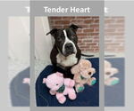 Small #28 American Staffordshire Terrier Mix