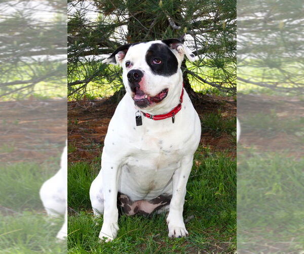 Medium Photo #5 American Pit Bull Terrier-Unknown Mix Puppy For Sale in Evansville, IN, USA