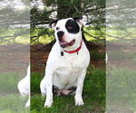 Small #4 American Pit Bull Terrier Mix