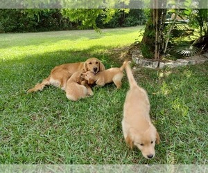 Golden Retriever Puppy for Sale in EARLY BRANCH, South Carolina USA