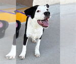 Small #1 American Pit Bull Terrier Mix