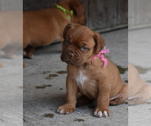 Dogue de Bordeaux Puppy for sale in DRESDEN, OH, USA