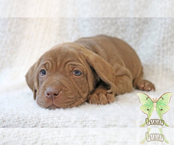 Medium Photo #3 Mutt Puppy For Sale in Wakefield, RI, USA