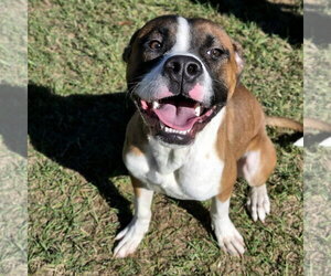 Boxer-Unknown Mix Dogs for adoption in Anniston, AL, USA