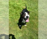 Small #2 Boxer Mix