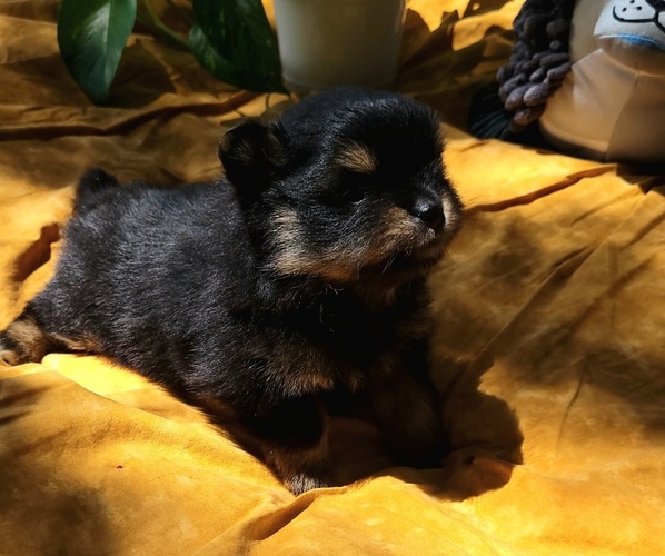 Medium Photo #4 Pomeranian Puppy For Sale in ORRVILLE, OH, USA