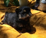 Small #3 Pomeranian