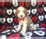 Small #5 Cavapoo