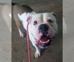 Small #14 Bulldog Mix