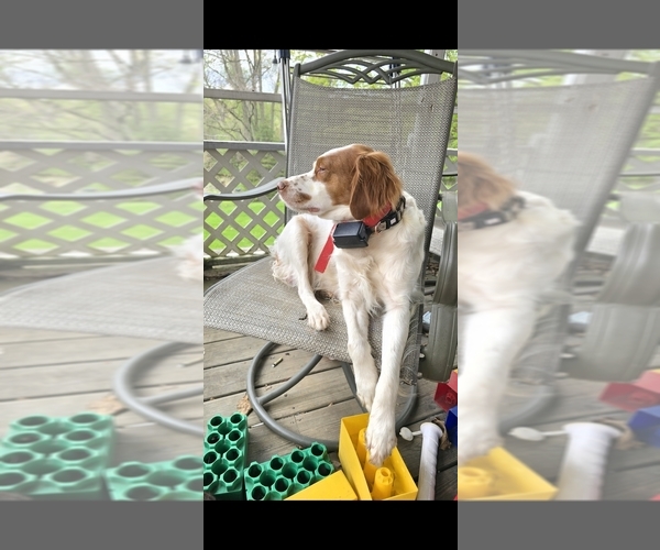 Medium Photo #1 Brittany Puppy For Sale in MOHAWK, NY, USA