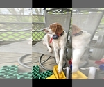 Small Photo #1 Brittany Puppy For Sale in MOHAWK, NY, USA
