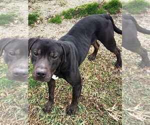 Boxador Dogs for adoption in Rockaway, NJ, USA