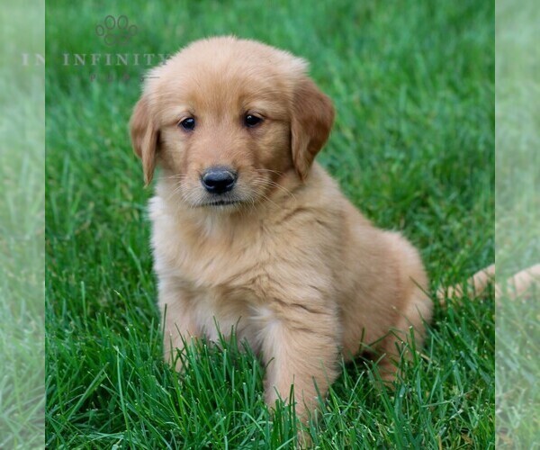 Medium Photo #4 Golden Retriever Puppy For Sale in LITITZ, PA, USA