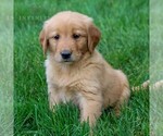Small Photo #4 Golden Retriever Puppy For Sale in LITITZ, PA, USA