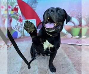 American Bulldog-Unknown Mix Dogs for adoption in Long Beach, CA, USA