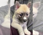 Small #25 Pomsky