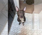 Small #6 Mutt