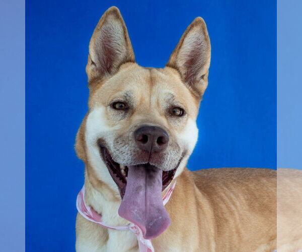 Medium Photo #1 German Shepherd Dog-Unknown Mix Puppy For Sale in Pasadena, CA, USA