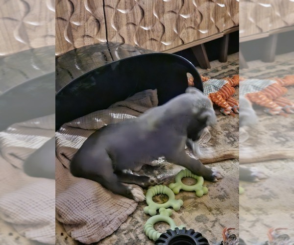Medium Photo #7 Irish Dane Puppy For Sale in SPRINGFIELD, MO, USA