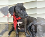 Small #2 Bulldog Mix