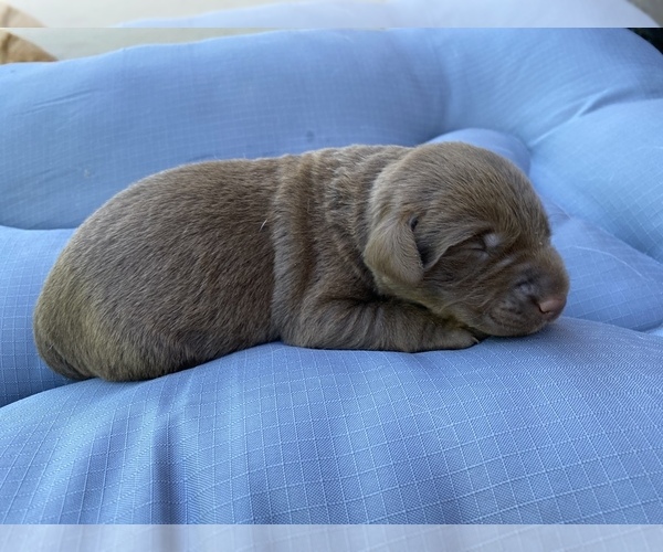 Medium Photo #1 Labrador Retriever Puppy For Sale in FERDINAND, IN, USA