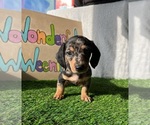 Small Photo #6 Dachshund Puppy For Sale in DAYTONA BEACH, FL, USA