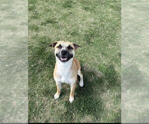 Rat Terrier-Unknown Mix Dogs for adoption in Corpus Christi, TX, USA