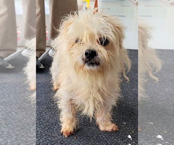 Medium Photo #2 Maltese-Unknown Mix Puppy For Sale in Sykesville, MD, USA