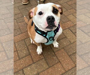 Mutt Dogs for adoption in South Bend, IN, USA