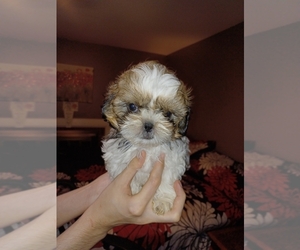 Shih Tzu Litter for sale in PAWTUCKET, RI, USA
