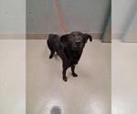 Small German Shepherd Dog Mix